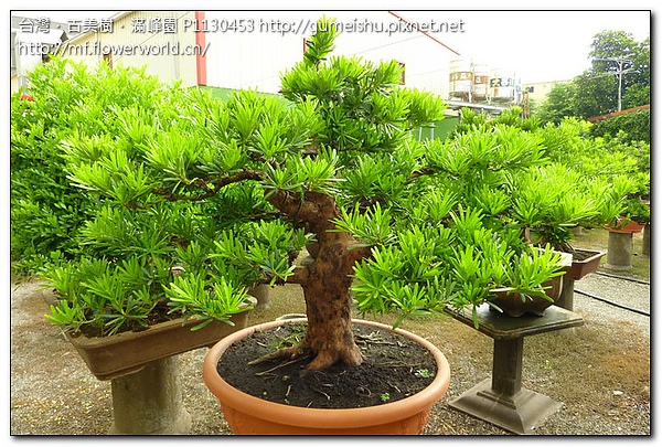 7795e 5d81c966f5f7faa577e30d66e664c2cf 羅漢松素材整枝~#10022801 素材(Material)