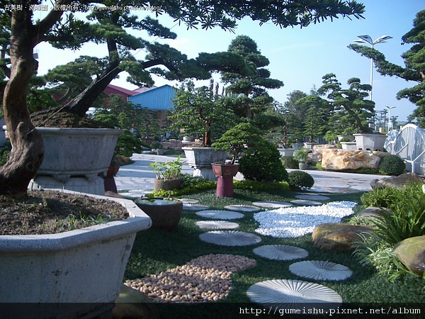 77a5b 4bbb56768767b (連載#1)2006~大陸盆景行剪影 盆栽(Bonsai)