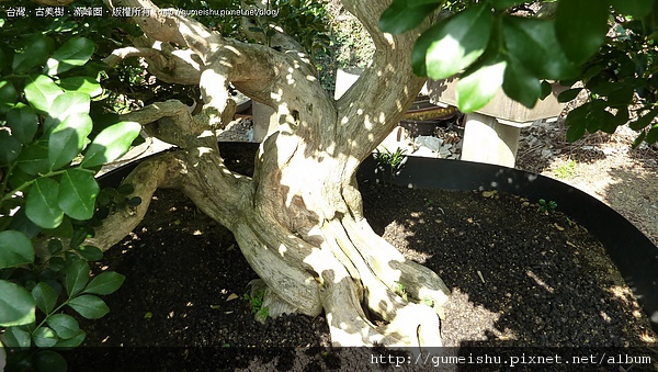 783d9 4bc105ec51244 中品七里香盆栽~#10041103 七里香(Common jasmine orange)