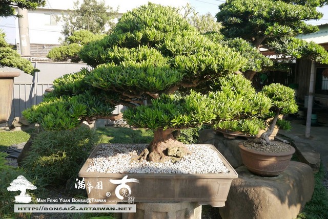 793b6 p1350455 [羅漢松]大型羅漢松盆景之美 頂級盆栽