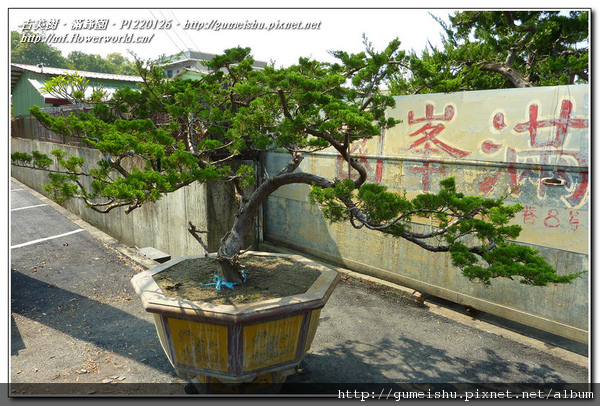 7971a normal b3cb6b12b47265608ae4ebc0b11d1a77 庭園樹~台灣真柏~#11020901~文人意境之味