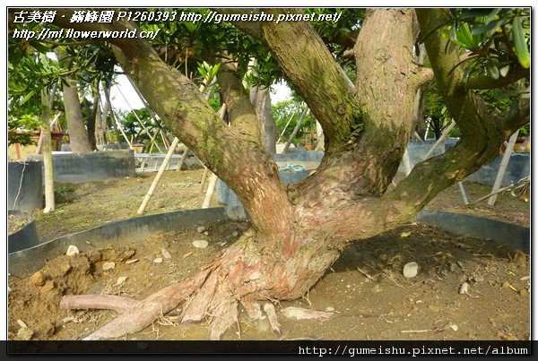 7d703 19e70c33d57b694882c5e0b3e8612a7b n 珍藏素材~蘭嶼羅漢松~不安定之魄力~#11040401 羅漢松(Podocarpus costalis)