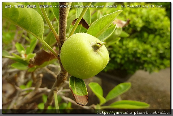 7e132 4bf5c313bca08 花果盆栽~青蘋果~#10052101 開花