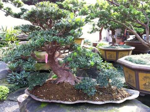 7e95e 20120312 221929 羅漢松@2012/3/12 羅漢松(Podocarpus costalis)