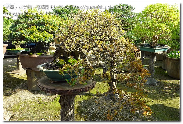 80947 3a4d9bdd404339b4a446b5e08c032cb7 中品盆栽~懸崖象牙樹~#10072001 懸崖