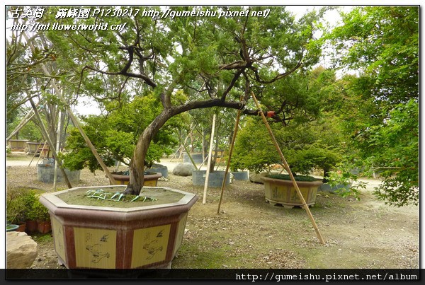 812c0 7f50425957b8cbdacd8a080fe6294dfb n 特殊素材~超大型庭園真柏~飄長四米~#11031702 素材(Material)