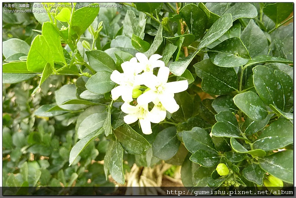 82ac9 4bdede7a226ba 盆栽樂趣~七里香花香 盆栽(Bonsai)