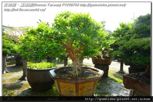 83b06 8f6feac3079f966606e6aad2da0ea586 n 大品盆栽~台灣七里香~#10041402~日常管理No.2 七里香(Common jasmine orange)