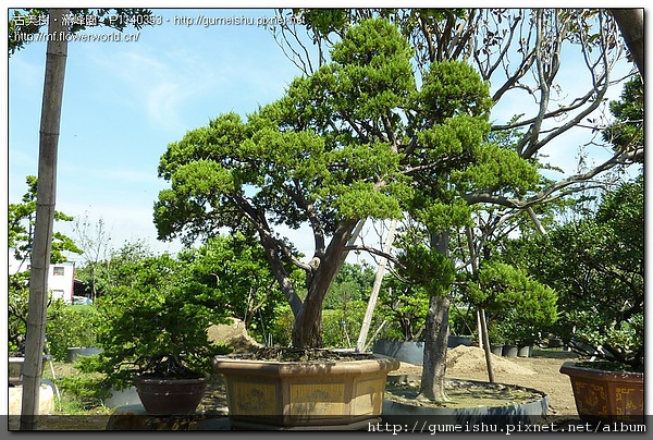 84607 5de01d398e3ef162ccfe55c37ba6e1d9 超大型庭園樹~台灣真柏~大氣沉穩之勢~#10052401 大型庭園樹專區(Garden Tree)
