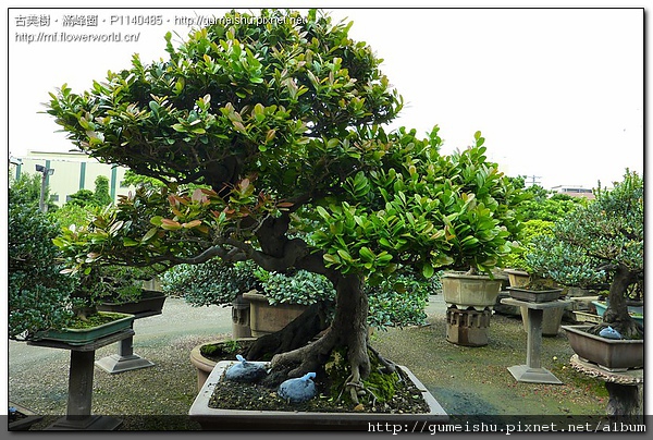 85067 794e4a692016940a222884d97dbff9da 大品盆栽~成品象牙樹~爆發之芽~#10082301