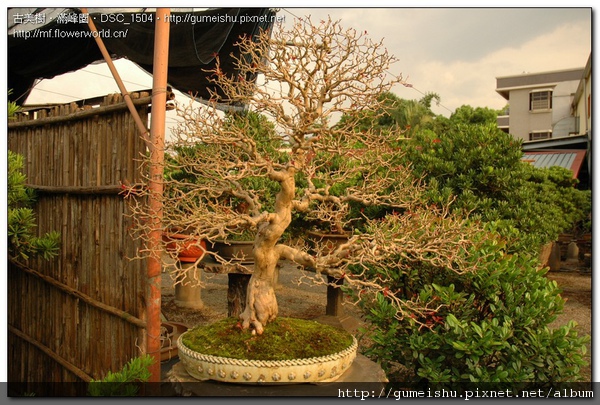 85de7 normal ed65b542876397f1d2846125ceb5bd36 珍藏品~花果盆栽~八角櫻桃~#10090401 花果盆栽(The flower bonsai)