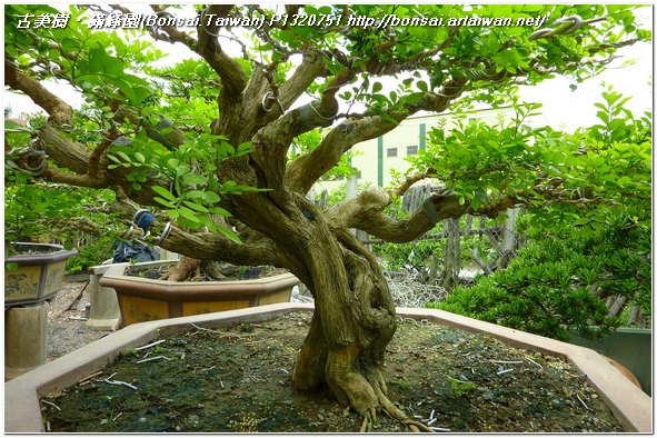 85fe6 p1320751 大品盆栽~七里香~#11072801 七里香(Common jasmine orange)