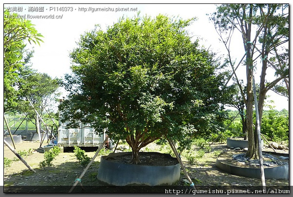 860d4 d9dee2adce4239ef1a3e7ae6720ec032 大型庭園樹~嘉寶果樹(Jaboticaba)~#09122301 大型庭園樹專區(Garden Tree)