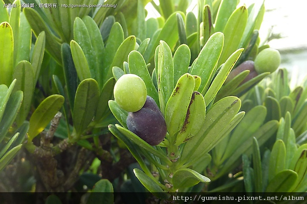 86f61 4bb34ea1cb080 淺談羅漢松 盆栽(Bonsai)