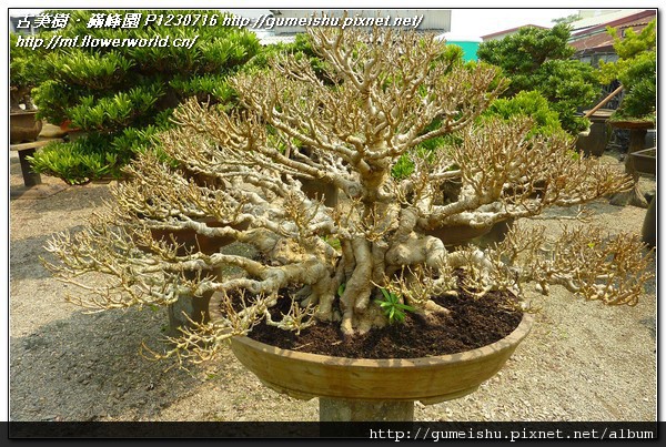 8740f 71838e2a67114796d9ebd79efe6e4ebe n 收藏專區~成品金門榕 榕樹