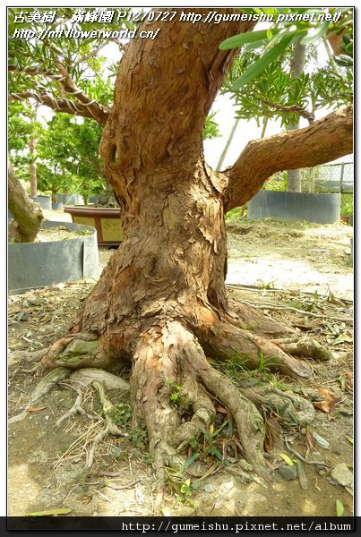 87805 47438a302a12e250553b3d827bbbb3d9 n 長期計劃專題~超大型盆栽素材~蘭嶼羅漢松~#11050801 長期計劃(Plan)
