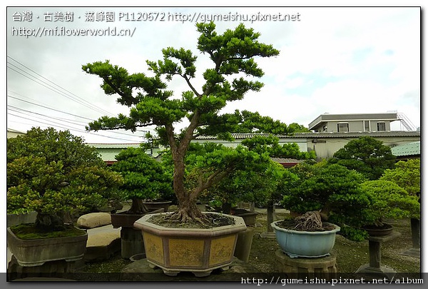 8801e 066af854b23337b4bdc8b05efe9a12bd 大盆栽~蘭嶼羅漢松庭園樹~#10071202 大型盆栽(Grand Bonsai)