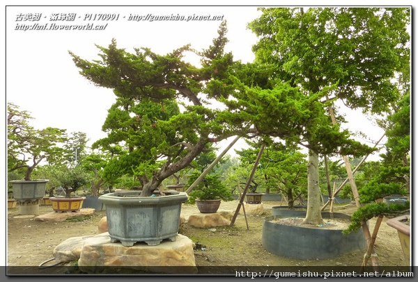 883d9 normal 52905e4a580c9b04184665a6722d5af4 超大型庭園樹~台灣真柏~#10112101 整枝