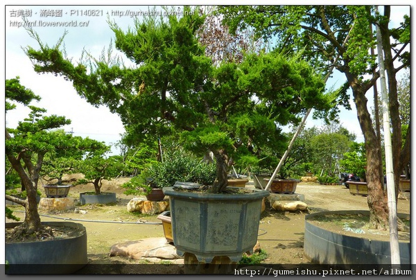 88cab normal b408833e4413a5eb6eff7d5cb5a50d61 台灣真柏培養全記錄~#10091202