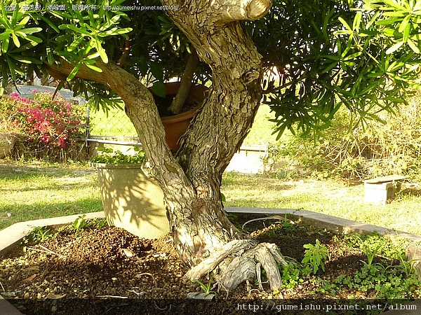 89b60 4bcf89f46282f 超大型盆栽~蘭嶼羅漢松~素材直擊~#10042202 大型盆栽(Grand Bonsai)
