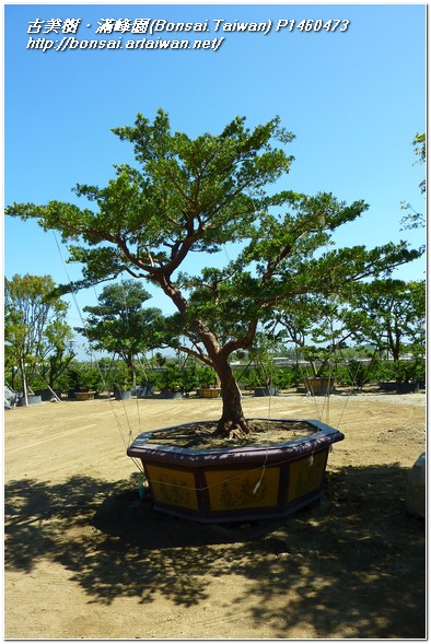 8a180 p1460473 超大型庭園樹~蘭嶼羅漢松(Podocarpus costalis)~#12032301