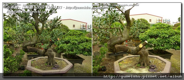 8a3a0 normal b2a8471e5f93f20c78d69b1f39101ba5 精選素材~象牙樹~大斷枝作業~#11010901