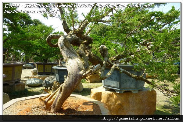 8baca c0334ddc6b9840848f2572cd9c14c741 n 大型盆栽素材~台灣真柏~#11051701