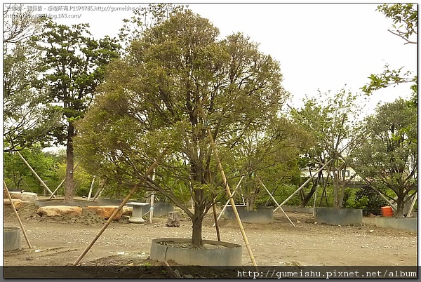 8d6cb 4bded5857ac9e 紫檀庭園樹(青龍木)~#10040501~(已蒙收藏) 大型庭園樹專區(Garden Tree)