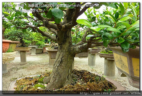 8d6e8 9141d346305597709c683aa4efe62331 中品盆栽~老味象牙樹~#10080802 中品