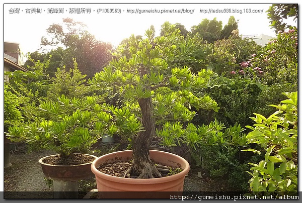 8dffd 4be1f968c5dd0 蘭嶼羅漢松盆栽整枝#4~#10040101~(作業後一個月) 盆栽(Bonsai)