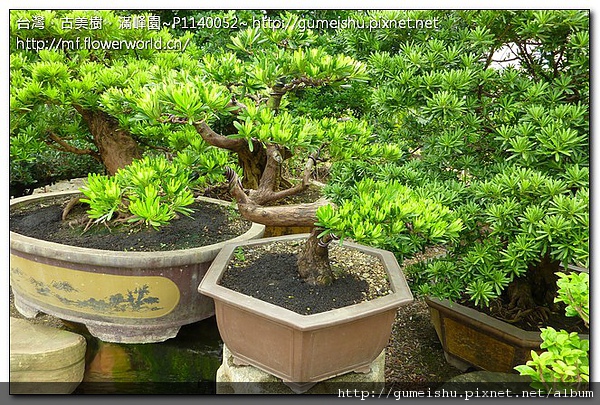 8e2d8 782288921df595a0854321039dc0eb85 中品盆栽~文人實生蘭嶼羅漢松~#10071201 中品