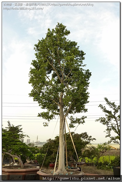8e35f 4bde0470e35f1 超大型庭園樹~台灣肉桂~高逾5公尺~#10050301 大型庭園樹專區(Garden Tree)