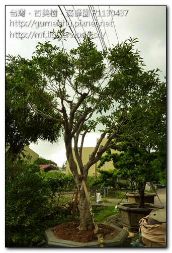 8e4fd d02f1a2fa12ab933dbcec9d31f8557d6 大型庭園樹~台灣黃杞~#10072402 大型庭園樹專區(Garden Tree)