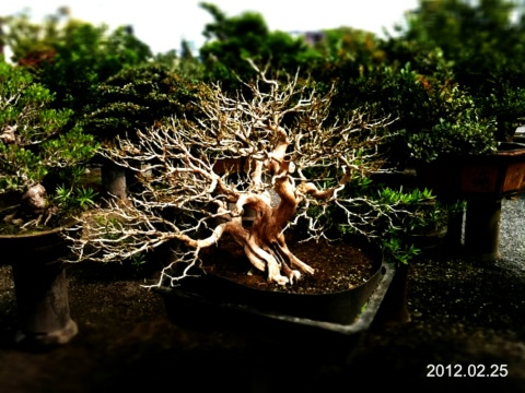 8ea22 20120225 114016 七里香@2012/2/25 七里香(Common jasmine orange)