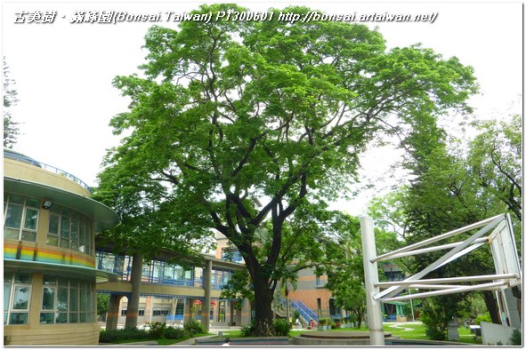 8eb8c p1300601 渾然天成~百年雨豆樹(Rain Tree) 盆栽樂趣(Travel)