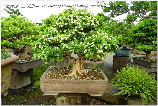 8f4e7 p1560133 花開七里香~20120608