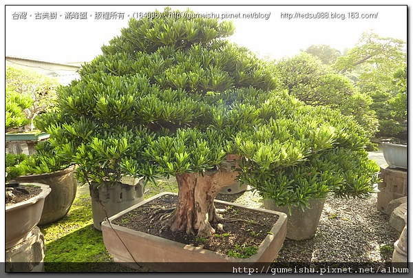 8f669 4bf9063a27062 大型盆栽~頂級蘭嶼羅漢松~銘「翠龍」~#09122301