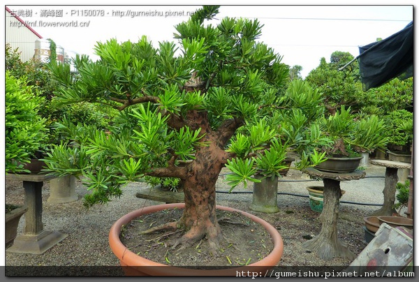 8f77c normal 6ad65a616e6bac825fc7effe4f5500e2 羅漢松素材整枝~#10090802(#10022801) 素材(Material)