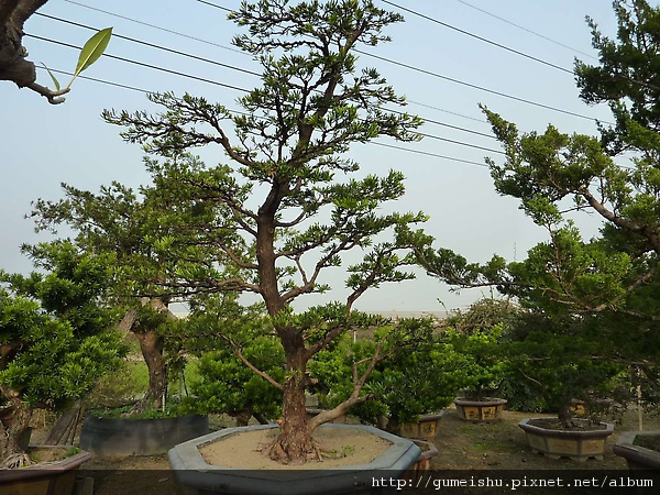 8f8f7 4b957bb3ae47c 庭園羅漢松-幹身變化大，成品度近九成，樹高約2尺 成品(Complete Bonsai)