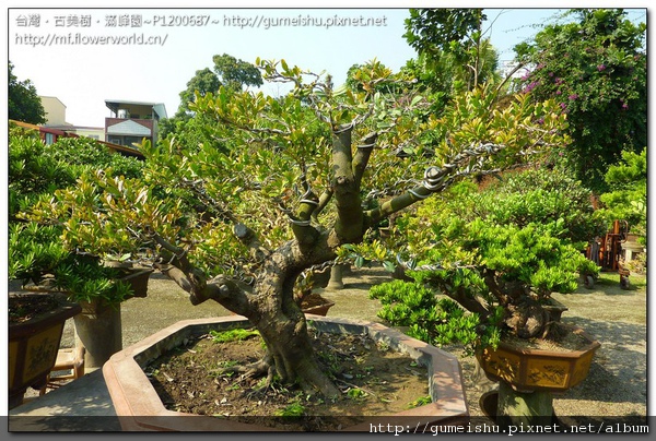 900d2 normal fa93078c37d3d12609cee4cbbd1ed2e3 象牙樹大盆栽~#10111001~整枝作業後2個月更新 整枝