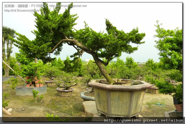 90566 normal cd5694aa7ac4bd04fcf3e37bd64405c2 台灣真柏~培養全記錄~#10091802 素材(Material)