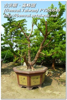 91604 p1360648 長期計劃專題~超大型盆栽~蘭嶼羅漢松(Podocarpus costalis)~#11082502 長期計劃(Plan)