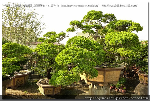 93032 4bf9062755935 超大型庭園樹~台灣真柏~#10031201 大型庭園樹專區(Garden Tree)