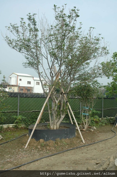 939e3 49f07f274cf22 超大庭園樹-桂花 大型庭園樹專區(Garden Tree)