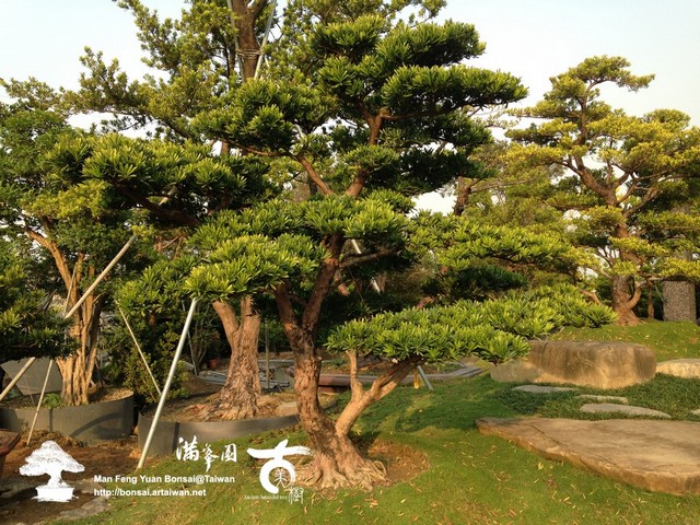 93da0 img 8496 庭園中展現の姿態．蘭嶼羅漢松 大型庭園樹專區(Garden Tree)