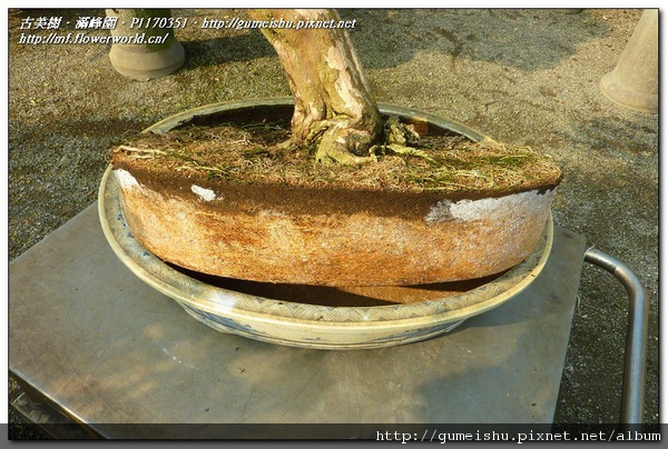 94884 normal 77e519e9989df940af792fb91563a47c 花果盆栽~西印度櫻桃~#10102201~日常作業No.1~換土作業 花果盆栽(The flower bonsai)