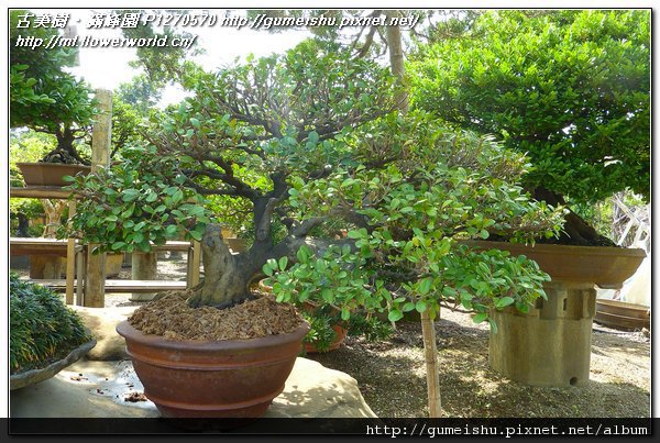 94ca2 51602d0052cfcd11c88978313a2d5ac3 n 懸崖體~象牙樹~#11031001~換盆作業