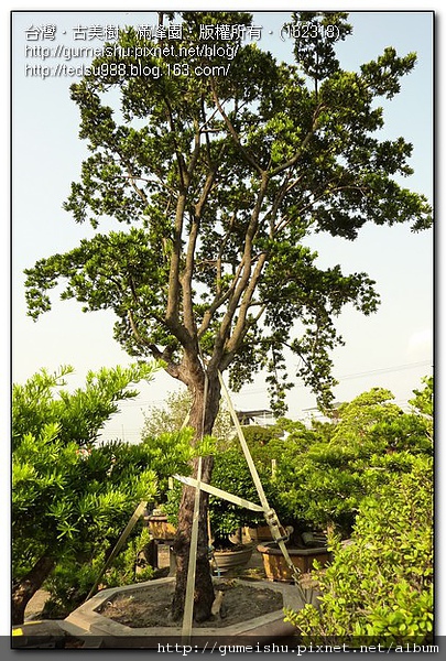 95692 cf05b8332e25d107682e8c0d5574fa3e 超大型~蘭嶼羅漢松庭園樹~#10052601 大型庭園樹專區(Garden Tree)