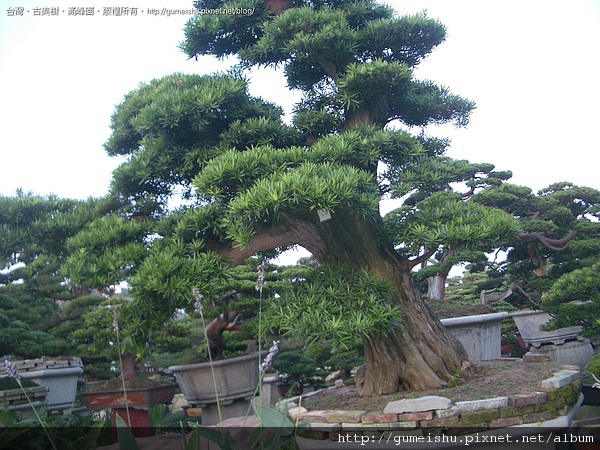959d7 4bcb960d8e1f2 (連載#3)2009~大陸盆景行剪影 盆栽樂趣(Travel)