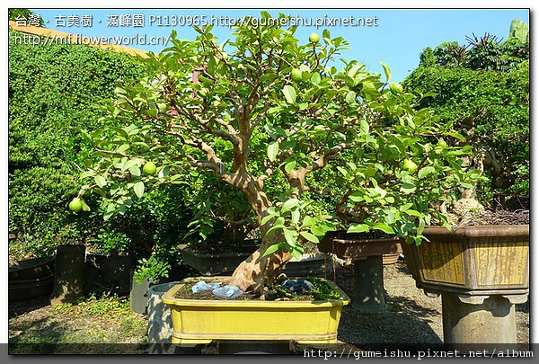 974e9 b0c807e0cb747d8f7655f68724acb19a 花果盆栽~台灣原生土芭樂~#10040701~結果 花果盆栽(The flower bonsai)